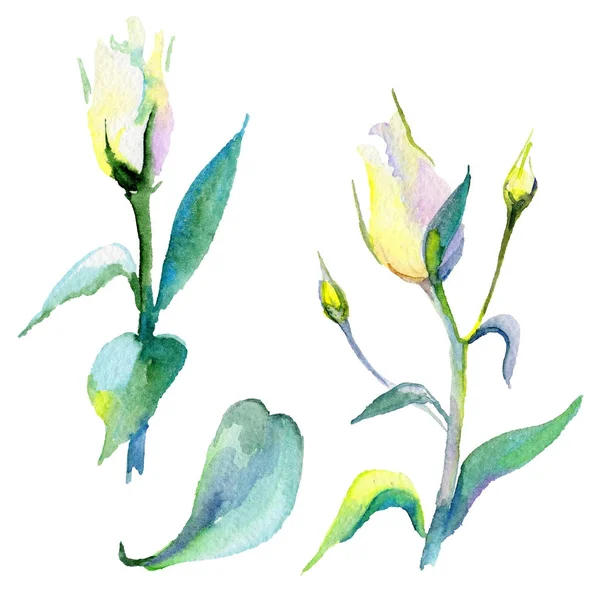 Kır çiçeği eustoma çiçek izole bir suluboya tarzında.