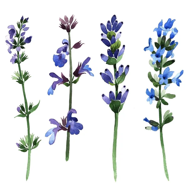 Kır çiçeği lavanta çiçek izole bir suluboya tarzında.