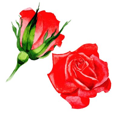 Kır çiçeği gül çiçek izole bir suluboya tarzında.