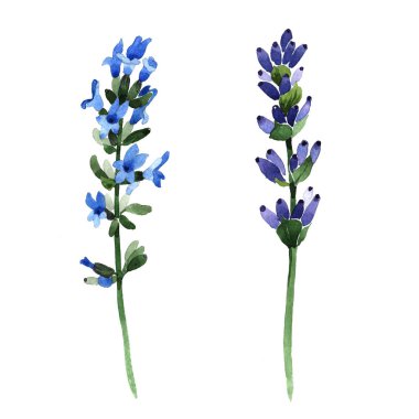 Kır çiçeği lavanta çiçek izole bir suluboya tarzında.