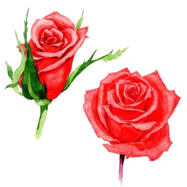 Kır çiçeği gül çiçek izole bir suluboya tarzında.