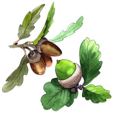 Orman meşe palamudu izole bir elle çizilmiş suluboya tarzında.