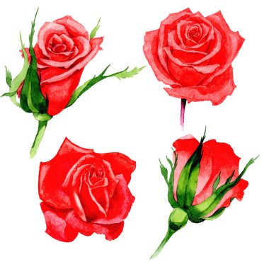 Kır çiçeği gül çiçek izole bir suluboya tarzında.