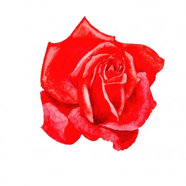 Kır çiçeği gül çiçek izole bir suluboya tarzında.