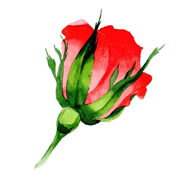 Wildflower rose flower in a watercolor style isolated. — Stock Photo, Image