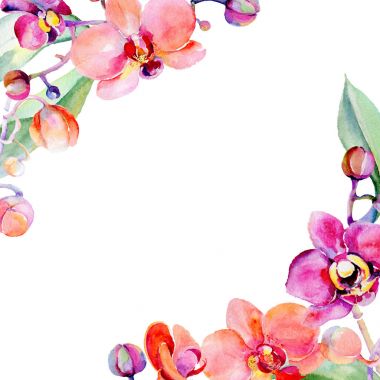 Kır çiçeği orkide çiçek izole bir suluboya tarzında.