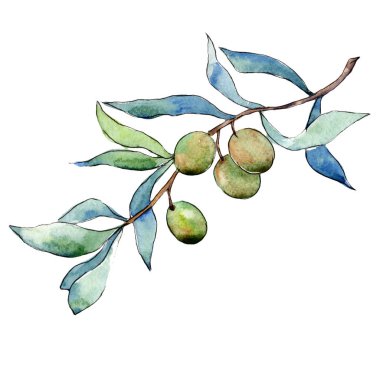 Zeytin ağacı izole bir suluboya tarzında.