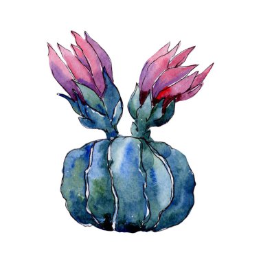 Kır çiçeği kaktüs çiçek izole bir suluboya tarzında.