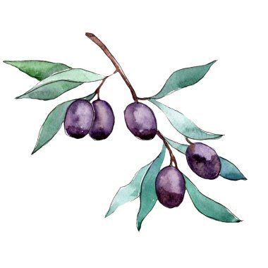Zeytin ağacı izole bir suluboya tarzında.