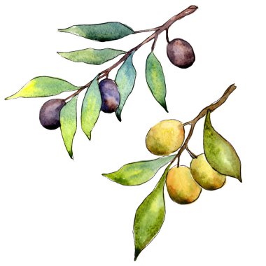 Zeytin ağacı izole bir suluboya tarzında.