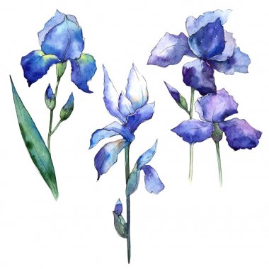 Kır çiçeği Iris çiçek izole bir suluboya tarzında.