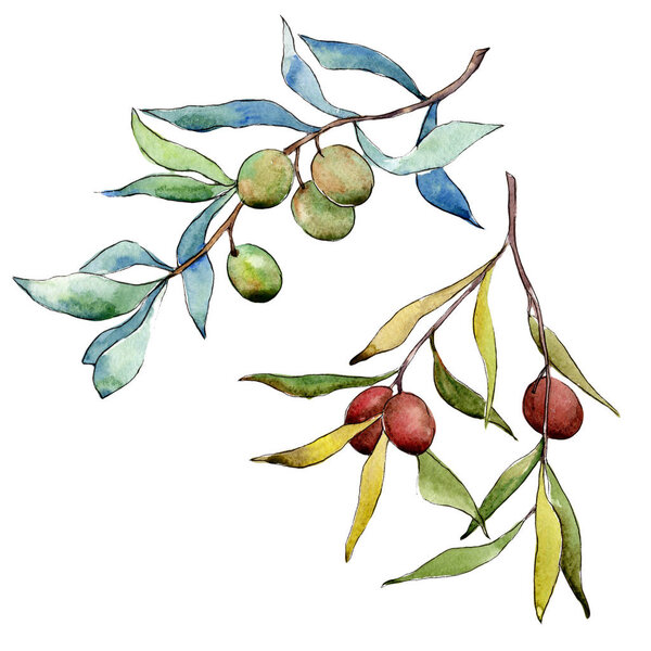 Olive tree in a watercolor style isolated.