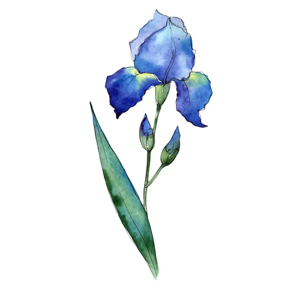 Kır çiçeği Iris çiçek izole bir suluboya tarzında. — Stok fotoğraf