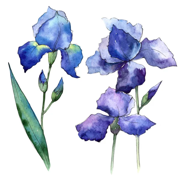 Wildflower iris flower in a watercolor style isolated. — Stock Photo, Image