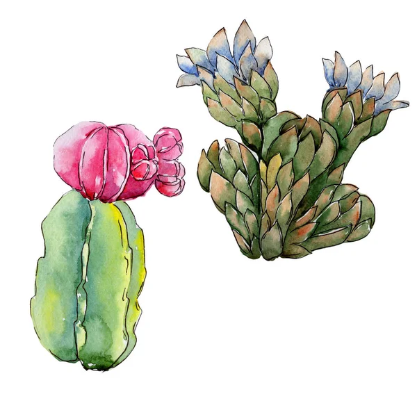 Fleurs sauvages fleur de cactus dans un style aquarelle isolé . — Photo