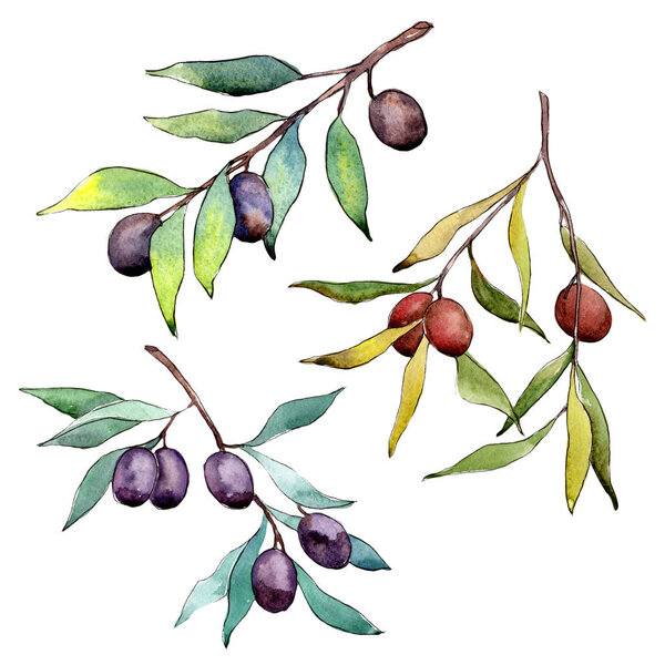 Olive tree in a watercolor style isolated.
