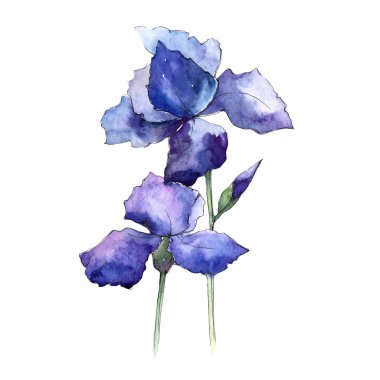 Kır çiçeği Iris çiçek izole bir suluboya tarzında.