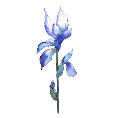 Kır çiçeği Iris çiçek izole bir suluboya tarzında.