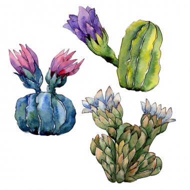 Kır çiçeği kaktüs çiçek izole bir suluboya tarzında.