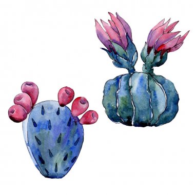 Kır çiçeği kaktüs çiçek izole bir suluboya tarzında.