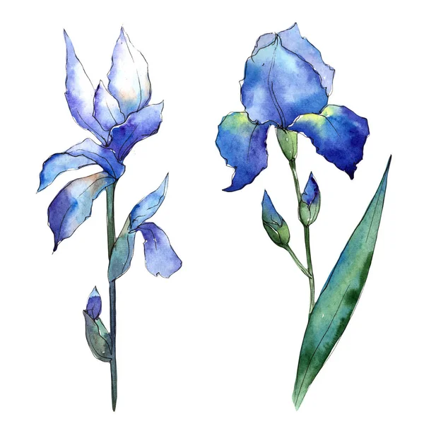 Wildflower iris flower w stylu przypominającym akwarele na białym tle. — Zdjęcie stockowe