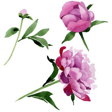 Kır çiçeği pembe Şakayık çiçeği izole bir suluboya tarzında.