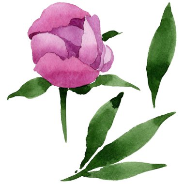 Kır çiçeği pembe Şakayık çiçeği izole bir suluboya tarzında.