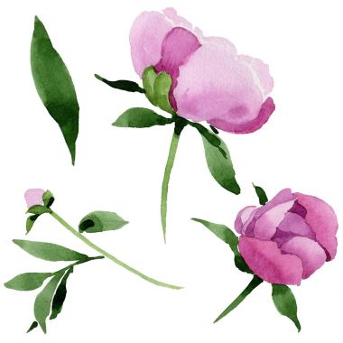 Kır çiçeği pembe Şakayık çiçeği izole bir suluboya tarzında.