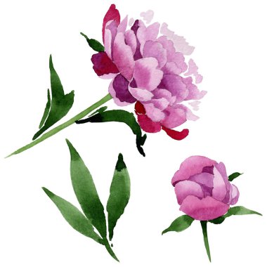 Kır çiçeği pembe Şakayık çiçeği izole bir suluboya tarzında.