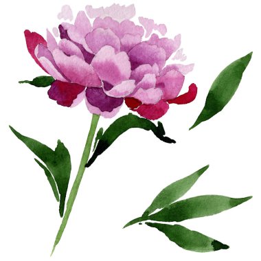 Kır çiçeği pembe Şakayık çiçeği izole bir suluboya tarzında.