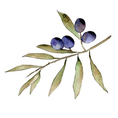 Zeytin ağacı izole bir suluboya tarzında.