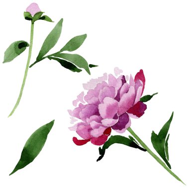 Kır çiçeği pembe Şakayık çiçeği izole bir suluboya tarzında.