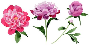 Kır çiçeği pembe Şakayık çiçeği izole bir suluboya tarzında.