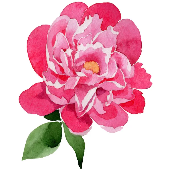 Wildflower pink peony flower in a watercolor style isolated. — Stock Photo, Image