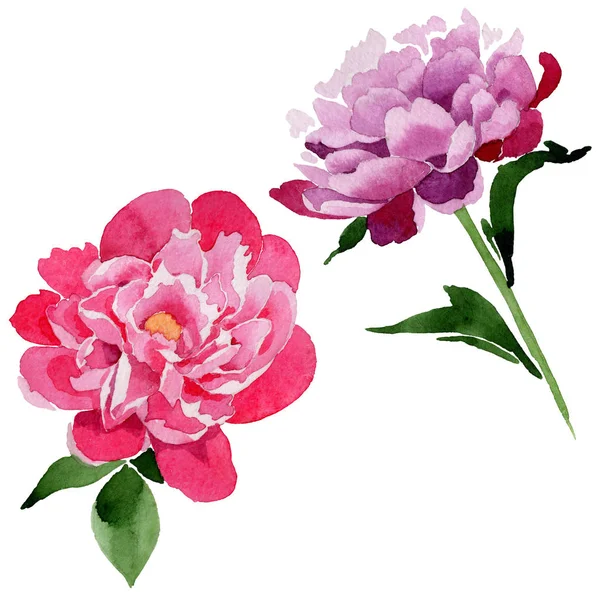 Wildflower pink peony bloem in een aquarel stijl geïsoleerd. — Stockfoto