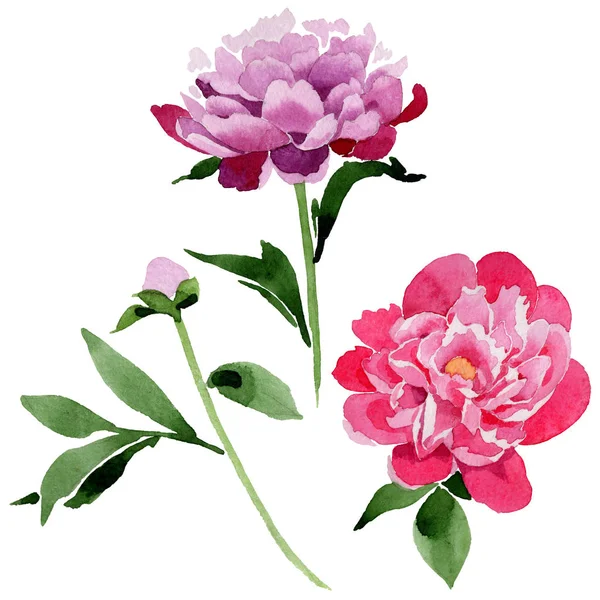 Fleur pivoine rose fleur sauvage dans un style aquarelle isolé . — Photo