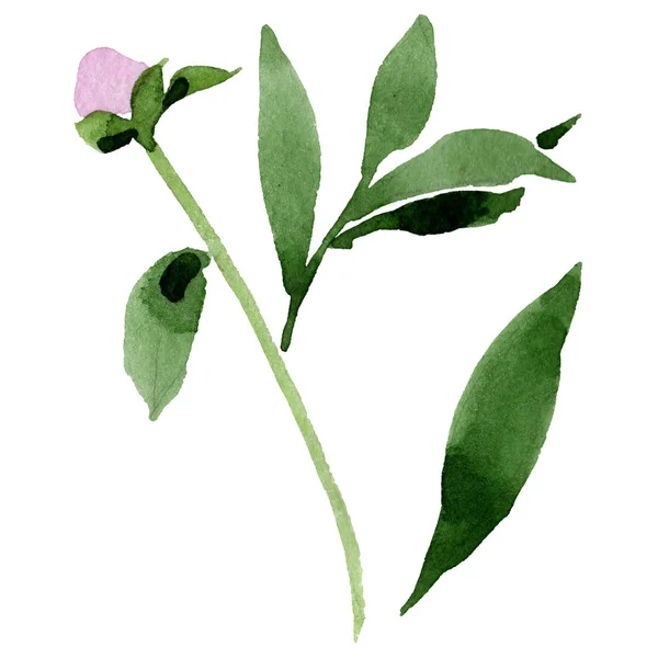 Дика квітка рожевого півонії в акварельному стилі ізольовані . — стокове фото
