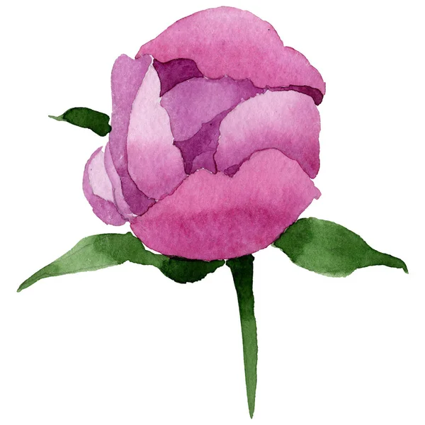 Flor de peônia rosa Wildflower em um estilo de aquarela isolado . — Fotografia de Stock