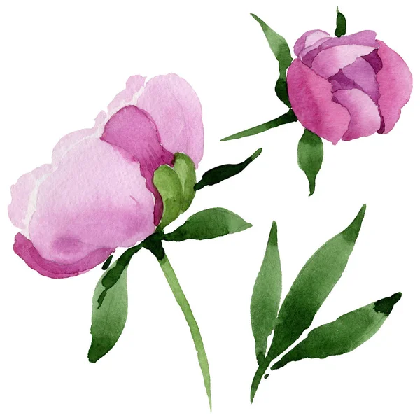 Wildflower różowa piwonia kwiat w stylu przypominającym akwarele na białym tle. — Zdjęcie stockowe