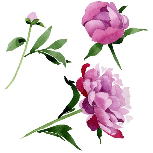 Kır çiçeği pembe Şakayık çiçeği izole bir suluboya tarzında.