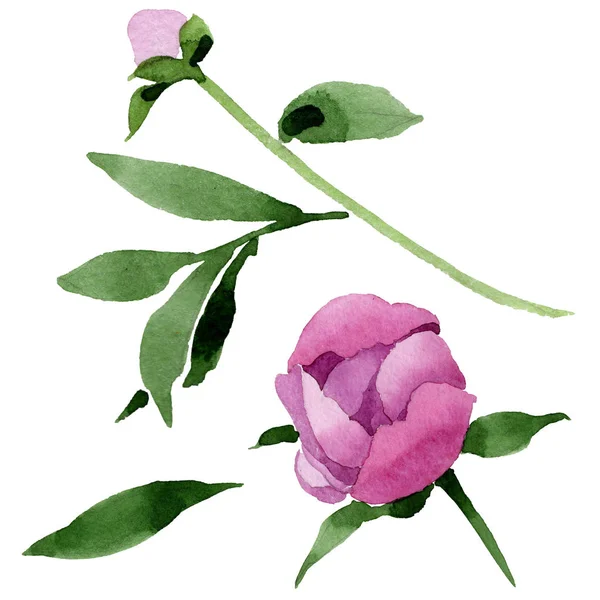 Wildflower růžový Pivoňka květ ve stylu akvarelu, samostatný. — Stock fotografie