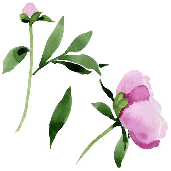 Flor de peônia rosa Wildflower em um estilo de aquarela isolado . — Fotografia de Stock