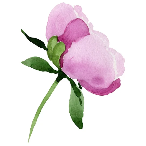Flor silvestre rosa peonía flor en un estilo de acuarela aislado . — Foto de Stock
