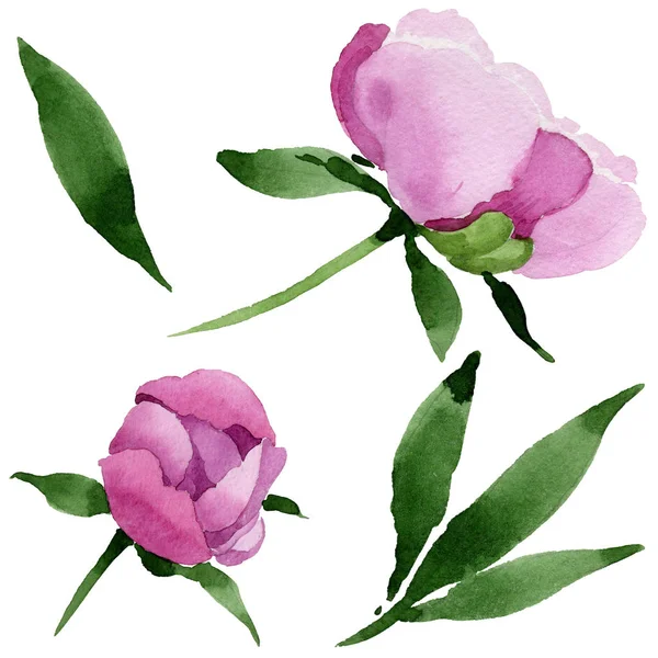 Fleur pivoine rose fleur sauvage dans un style aquarelle isolé . — Photo