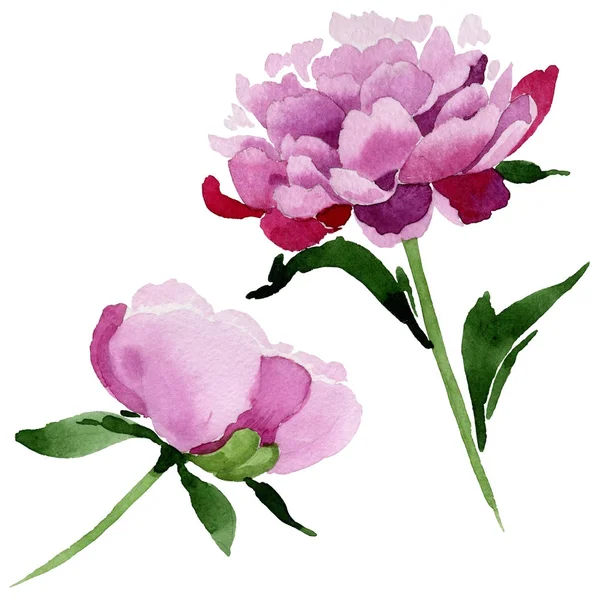 Wildflower růžový Pivoňka květ ve stylu akvarelu, samostatný. — Stock fotografie