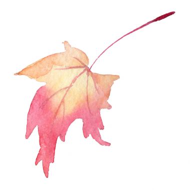 Akçaağaç yaprakları izole bir suluboya tarzında.