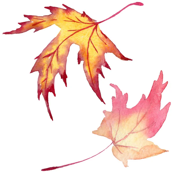 Клен листя в акварельному стилі ізольовані . — стокове фото