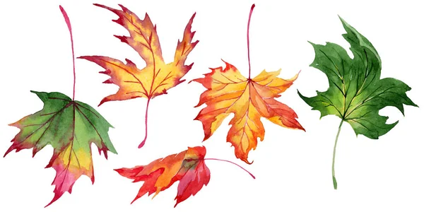 Maple leaves in a watercolor style isolated. — Stock Photo, Image