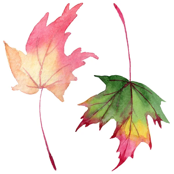 Esdoorn bladeren in een aquarel stijl geïsoleerd. — Stockfoto