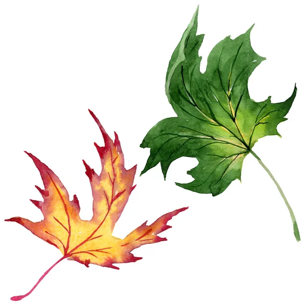 Feuilles d'érable dans un style aquarelle isolé . — Photo